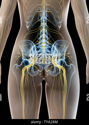 Rendu 3D précis médicalement illustration d'un nerf sciatique femelles Banque D'Images