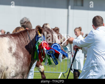 Bétail de Shorthorn au Royal Highland Show Banque D'Images