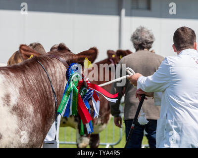 Bétail de Shorthorn au Royal Highland Show Banque D'Images