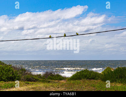 Trois oiseaux assis sur un arbre de transmission en Uruguay Banque D'Images