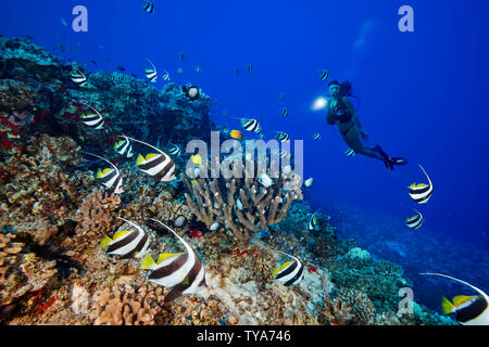 En tant que plongeur (MR) brille sa lumière, scolarisation, pennantfish Heniochus diphreutes, nager sur antler coral sur l'extérieur de la réserve marine de Molokini off e Banque D'Images