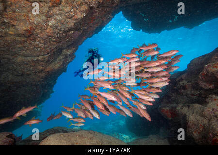 Diver (MR) et la scolarité de l'albacore, goatfish Mulloidichthys vanicolensis, New York. Cette espèce devient rouge la nuit et lorsqu'ils sont dans des grottes pendant t Banque D'Images