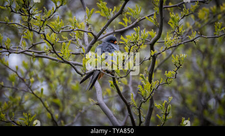 Close up isolés d'un seul beau mâle mature red footed falcon camouflé dans un arbre- Delta du Danube, Roumanie Banque D'Images