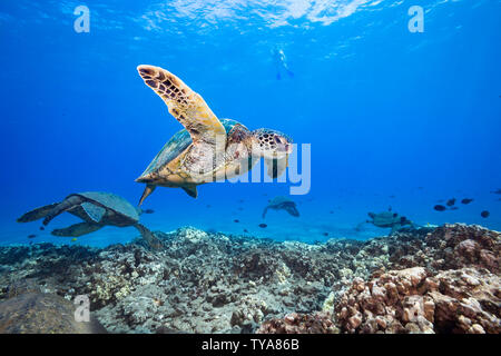 Un plongeur observe un groupe de tortues de mer vertes, Chelonia mydas, d'en haut, à Hawaï. Banque D'Images