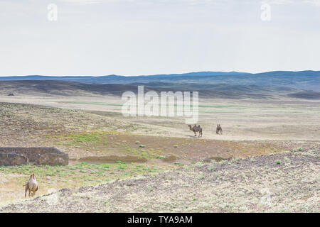 En été, un pâturage sur le désert de Gobi bimodale à Fuyun County, au Xinjiang Banque D'Images