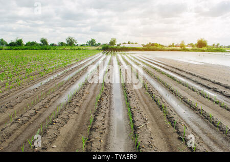 Terres agricoles touchées par les inondations. Champ inondé. Les conséquences de la pluie. L'agriculture et l'élevage. La prévention des catastrophes naturelles et les risques de perte de récolte. Un poireau Banque D'Images