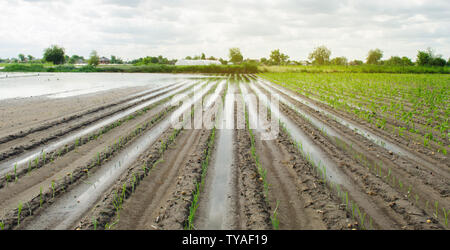 Terres agricoles touchées par les inondations. Champ inondé. Les conséquences de la pluie. L'agriculture et l'élevage. La prévention des catastrophes naturelles et les risques de perte de récolte. Un poireau Banque D'Images