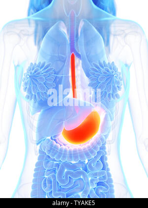 Médicalement en rendu 3d illustration d'un précis de l'estomac de womans Banque D'Images