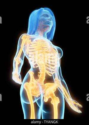Médicalement en rendu 3d illustration de l'exacte female skeleton Banque D'Images
