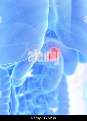 Médicalement en rendu 3d illustration précise des glandes surrénales Banque D'Images