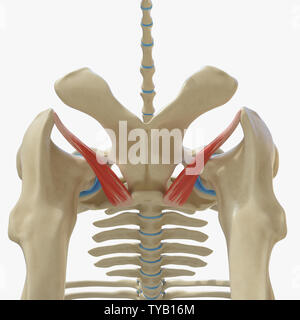 Rendu 3D précis médicalement illustration de l'anatomie équine - muscle obturateur Externus Banque D'Images