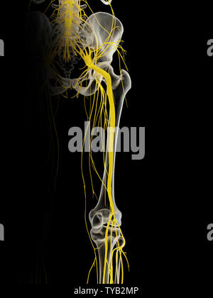 Médicalement en rendu 3d illustration précise du nerf sciatique Banque D'Images