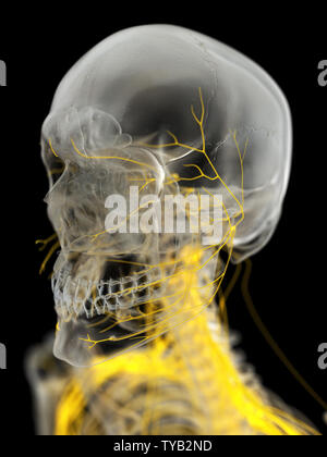 Médicalement en rendu 3d illustration de l'exacte les nerfs du visage Banque D'Images