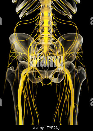 Médicalement en rendu 3d illustration précise du pelvis Nerfs Banque D'Images