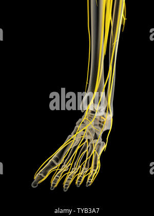 Médicalement en rendu 3d illustration de la précision des nerfs du pied Banque D'Images