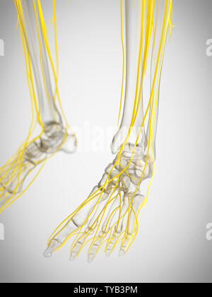 Médicalement en rendu 3d illustration précise des nerfs du pied Banque D'Images