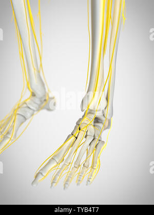 Médicalement en rendu 3d illustration précise des nerfs du pied Banque D'Images