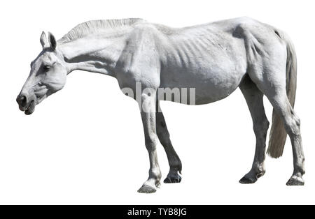 Un vieux cheval blanc broute dans un pré au début du printemps. L'isolé. Nag osseux. Banque D'Images