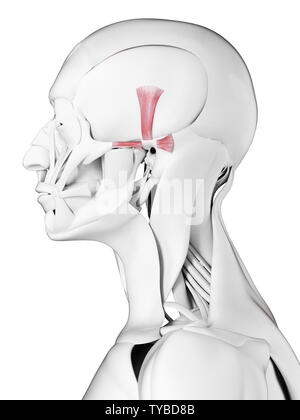 Médicalement en rendu 3d illustration de l'exacte muscles auricularis Banque D'Images