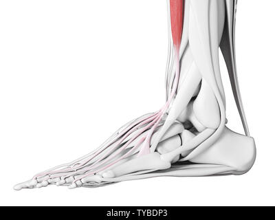 Rendu 3D précis médicalement illustration de l'extensor digitorum longus Banque D'Images