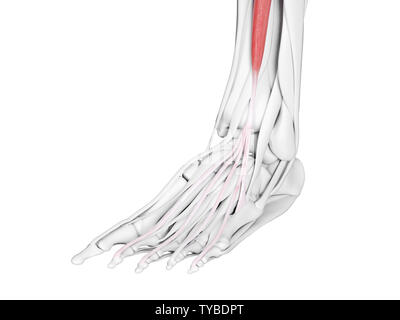 Rendu 3D précis médicalement illustration de l'extensor digitorum longus Banque D'Images