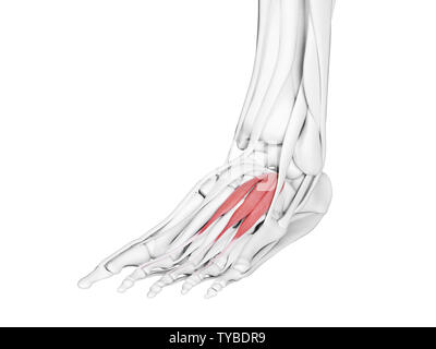 Rendu 3D précis médicalement illustration de l'extensor digitorum brevis Banque D'Images