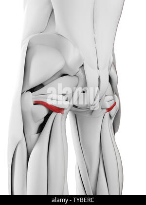 Médicalement en rendu 3d illustration de l'exacte gemellus inférieure Banque D'Images