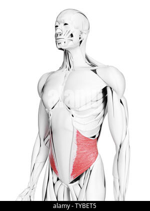 Médicalement en rendu 3d illustration de l'exacte muscle oblique interne Banque D'Images