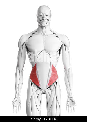 Médicalement en rendu 3d illustration de l'exacte muscle oblique interne Banque D'Images