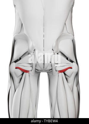 Médicalement en rendu 3d illustration de l'exacte gemellus inférieure Banque D'Images