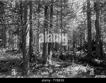 Photo de Sapin baumier marqués pour la coupe ; Portée et contenu : sous-titre original : Photo prise à partir du centre de la placette en face de gauche à baumier S. center marqués pour la coupe, également l'épinette blanche sur le côté droit. Cet arbre contient de la pourriture Fomes pini. Banque D'Images