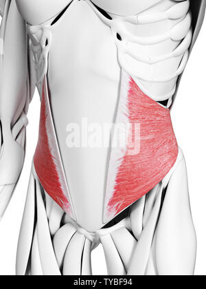 Médicalement en rendu 3d illustration de l'exacte muscle oblique interne Banque D'Images