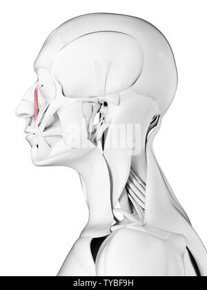 Médicalement en rendu 3d illustration précise de la levator labii superioris alaeque nasi Banque D'Images