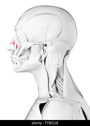 Médicalement en rendu 3d illustration de la précision transversale nasalis Banque D'Images