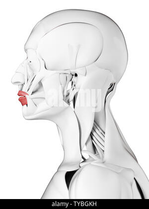 Rendu 3D précis médicalement illustration de l'orbicularis oris Banque D'Images