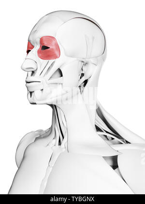 Rendu 3D précis médicalement illustration de l'orbicularis occuli Banque D'Images