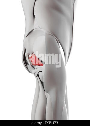 Médicalement en rendu 3d illustration de l'exacte piriformis Banque D'Images