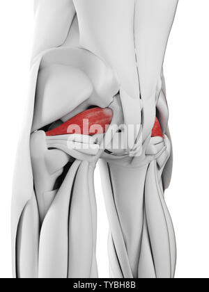 Médicalement en rendu 3d illustration de l'exacte piriformis Banque D'Images