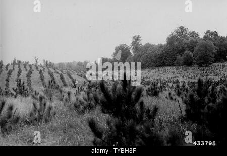 Photographie de Blackwell P-9 planté en sillons profonds sur un vieux champ ; Portée et contenu : sous-titre original : Blackwell P-9 planté en sillons profonds sur un vieux champ, printemps 1940 en utilisant 2-0 pin rouge stock. Photo prise à l'automne 1944. Banque D'Images