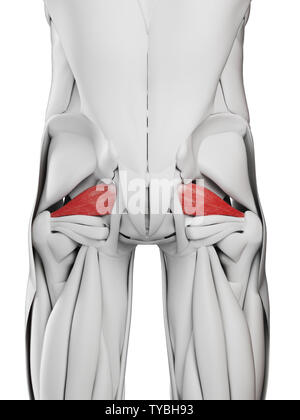 Médicalement en rendu 3d illustration de l'exacte piriformis Banque D'Images