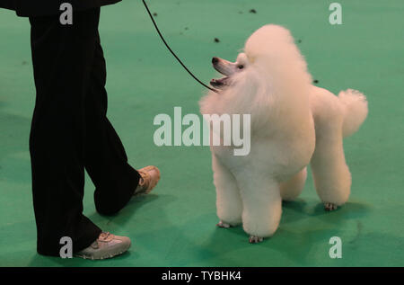 Un caniche vous attend au Crufts 2013, le plus grand chien, dans le NEC, Birmingham le 8 mars 2013. Autour de 28 000 chiens vont venir à l'assemblée quatre jours de l'événement. Le dimanche soir un chien sera couronné Best in Show. UPI/Hugo Philpott Banque D'Images