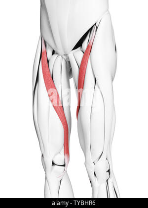 Médicalement en rendu 3d illustration de l'exacte balance Sartorius Banque D'Images