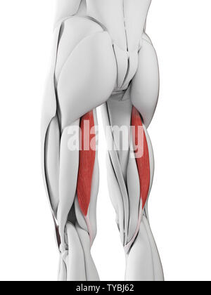 Médicalement en rendu 3d illustration de l'exacte le semitendinosus Banque D'Images