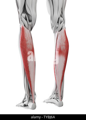 Médicalement en rendu 3d illustration de l'exacte le soleus Banque D'Images