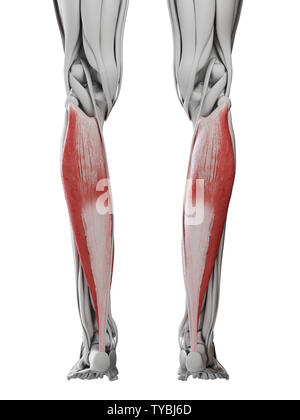 Médicalement en rendu 3d illustration de l'exacte le soleus Banque D'Images