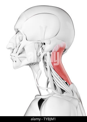 Médicalement en rendu 3d illustration de l'exacte splénius capitis Banque D'Images