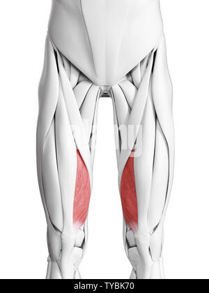 Médicalement en rendu 3d illustration de l'exacte le vastus medialis Banque D'Images