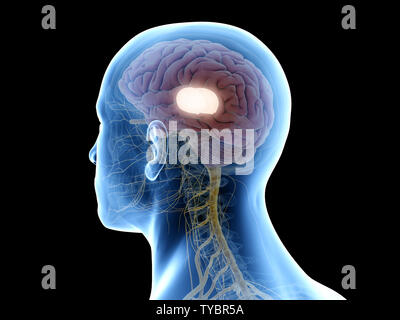 Médicalement en rendu 3d illustration précise du thalamus Banque D'Images