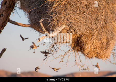 Tisserands sociable (Philetairus socius) à leur nid. Le républicain social construit de grands nids collectifs. Jusqu'à 400 oiseaux peuvent vivre sur un seul nid, qui Banque D'Images
