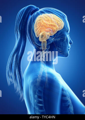 Médicalement en rendu 3d illustration d'un précise du cerveau de womans Banque D'Images